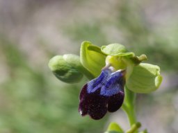 Ophrys_iricolor_Cap_Vaghia